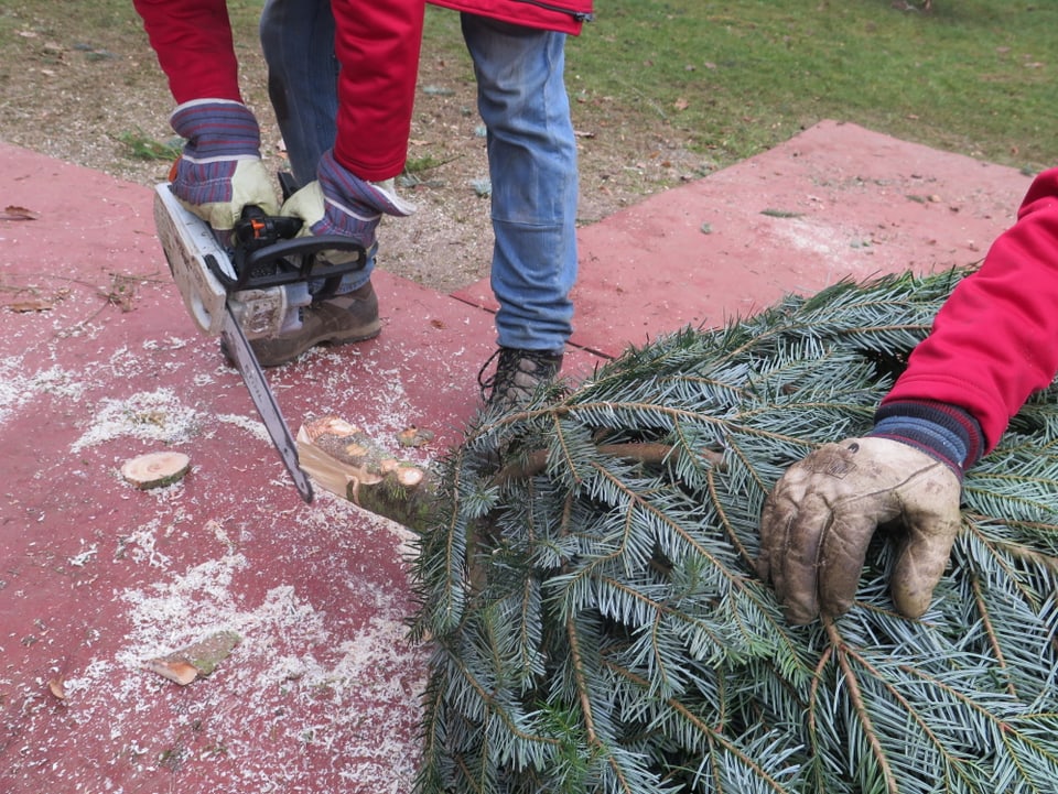 Hand hält Tannenbaum, andere Hand hält Motorsäge.