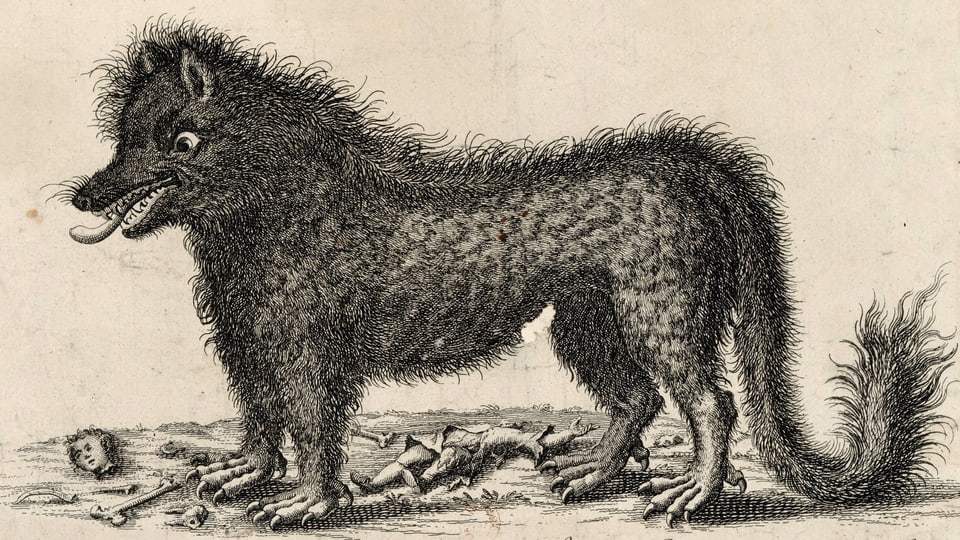 eine historischer Zeichnung eines Wolfs