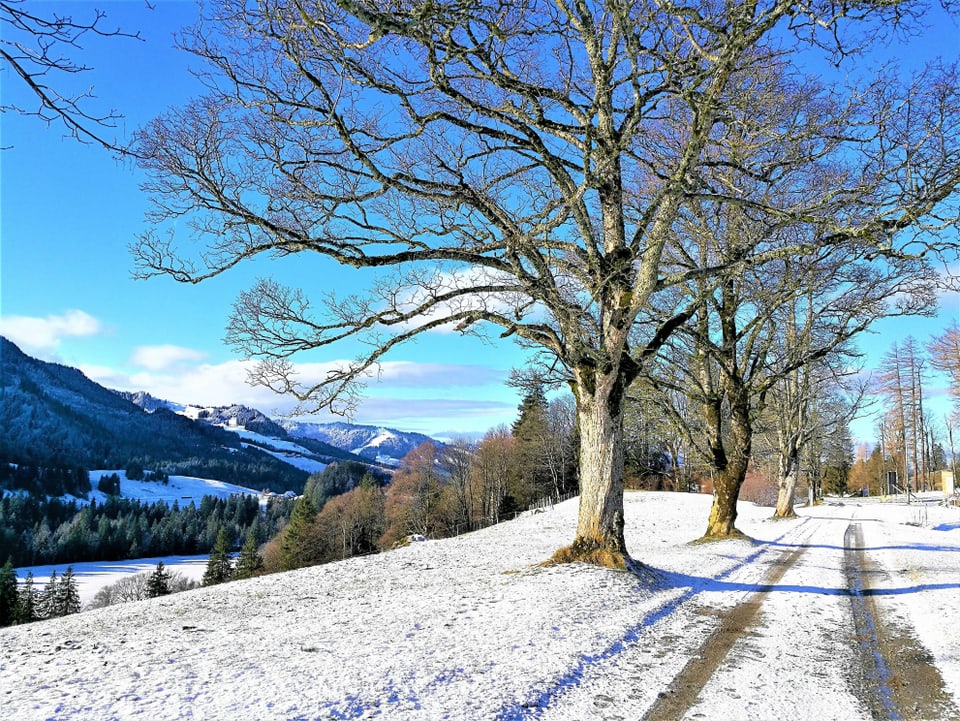 Schäumchen Schnee in Eigenthal/LU. Dazu blauer Himmel.