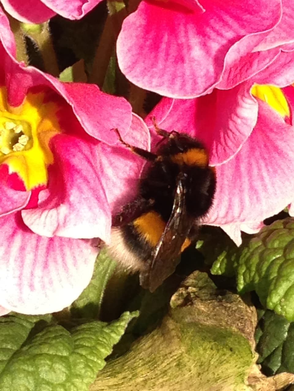 Biene auf Blüte.