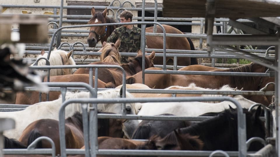 Im August 2017 ordneten die Thurgauer Behörden die Räumung des Hofs in Hefenhofen an.