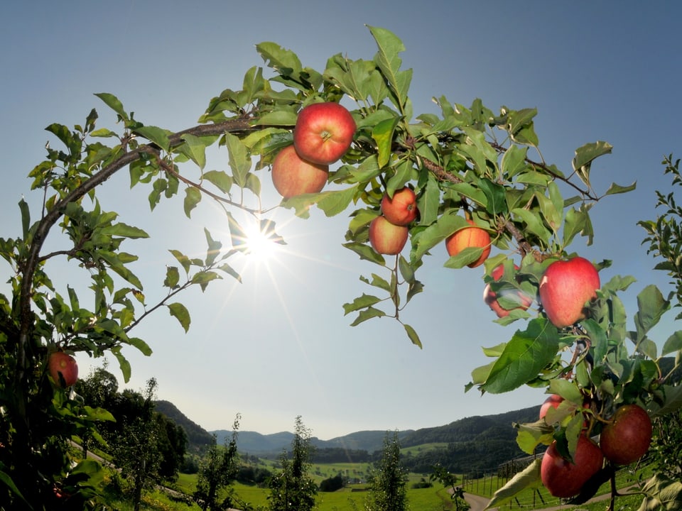 Einige schon recht rote Äpfel reifen in Bretzwil BL in der Sonne.