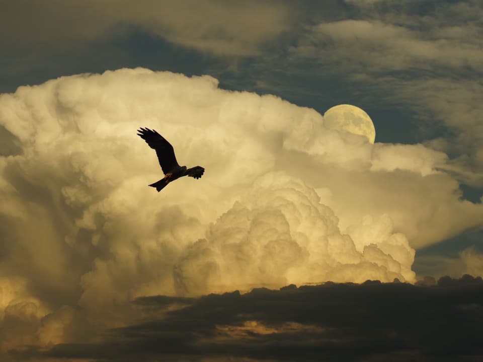 Hinten eine grosse weisse Gewitterwolke. Am rechten oberen Rand ist der Mond zu sehen. Vor der weissen Wolk ist die Silhouette eines Greifvogels zu sehen.