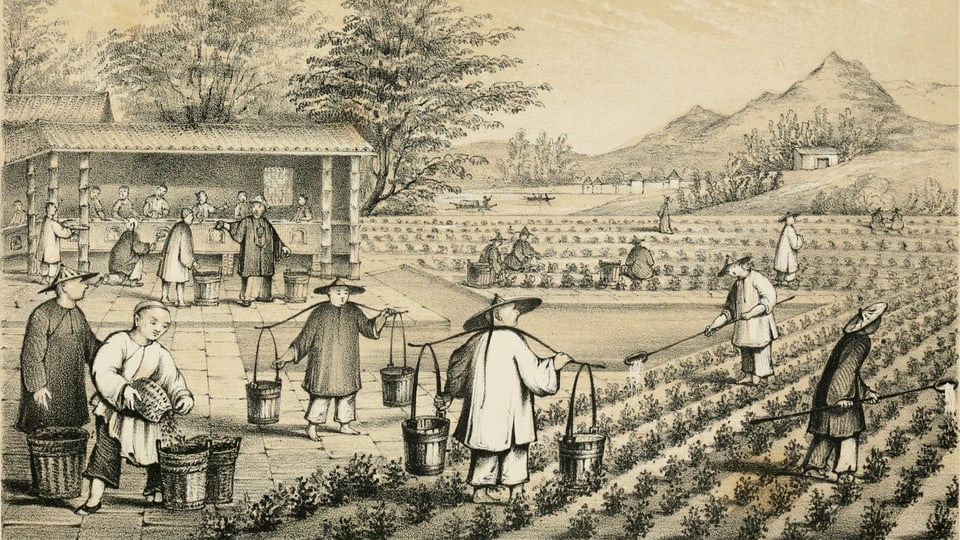 Chinesische Zeichnung, die Teebauern zeigt