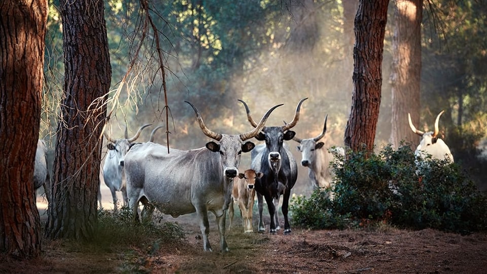 Kühe im Wald