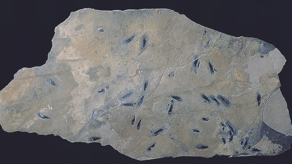 Habroichthys-Platte