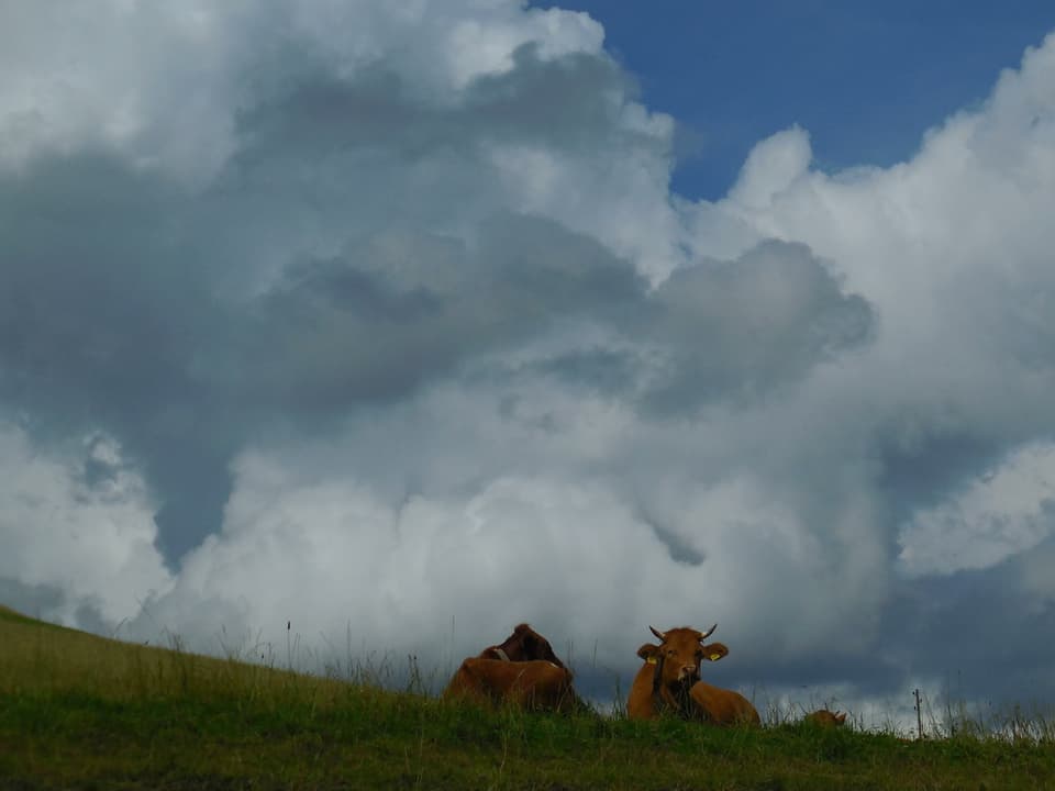 Kühe auf einer Weide liegen. Dahinter grosse bedrohliche Wolken. 