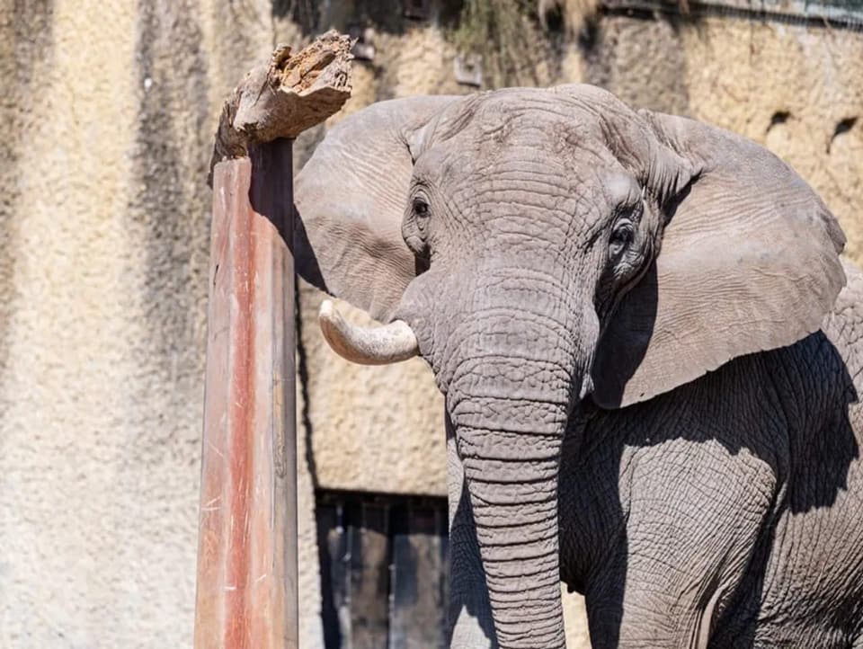 Der Elefantenbulle Tusker