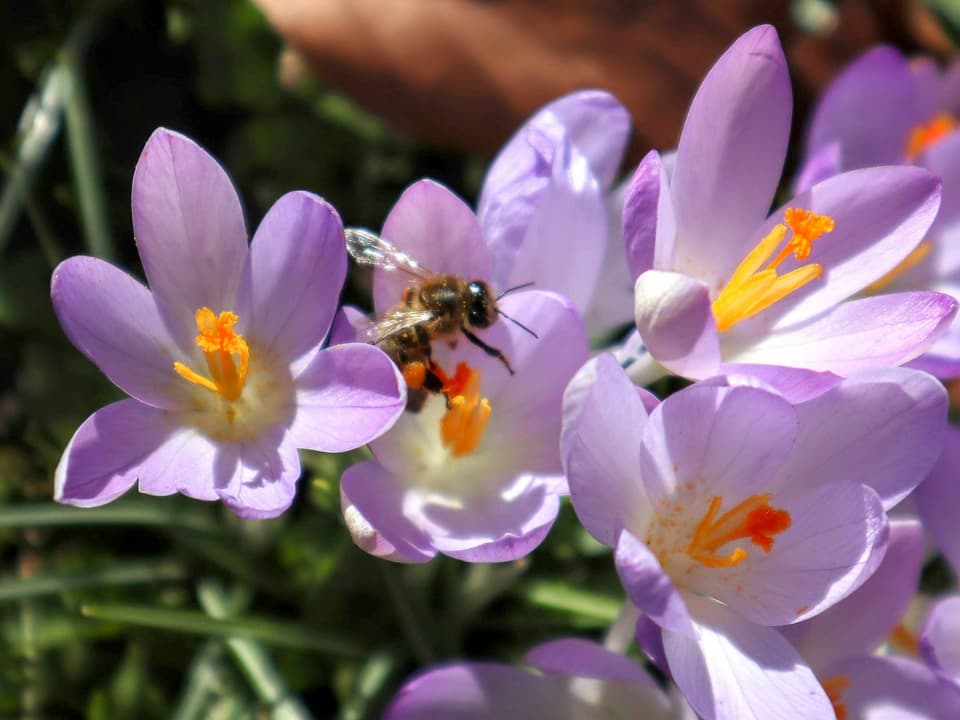 Biene an einer lilafarbenen Krokusblüte.