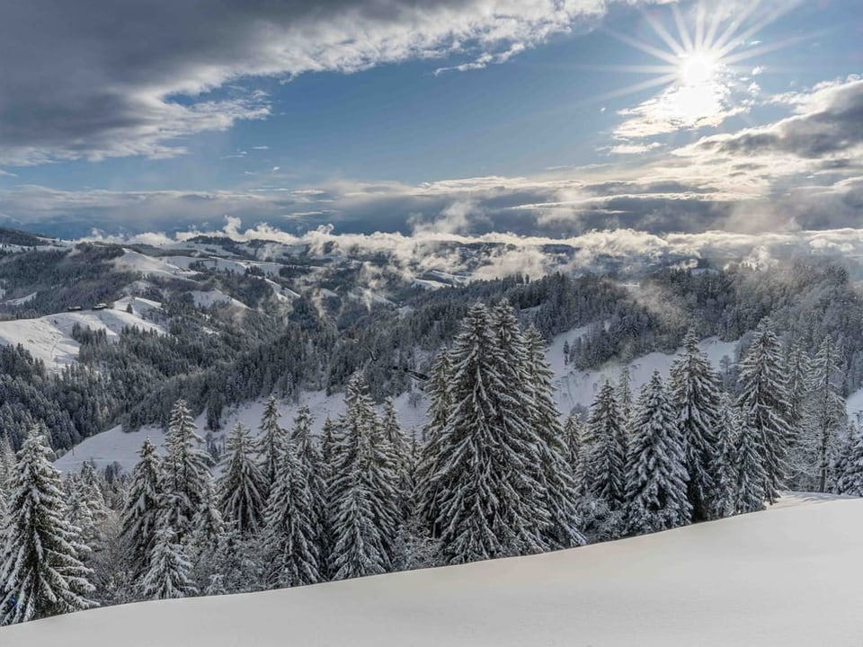 Winterlandschaft mit verschneiten Bäumen und Bergen unter einem sonnigen Himmel.