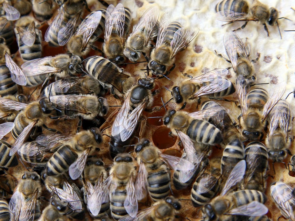 Die Innenansicht eines Bienenstocks.