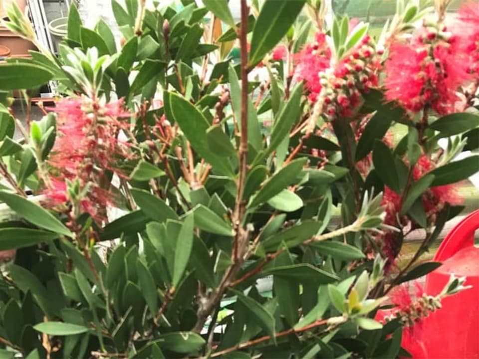 Callistemon-Pflanze mit roten Blüten