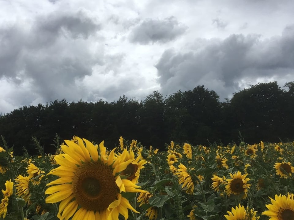 Sonneblume vor den grauen Wolken