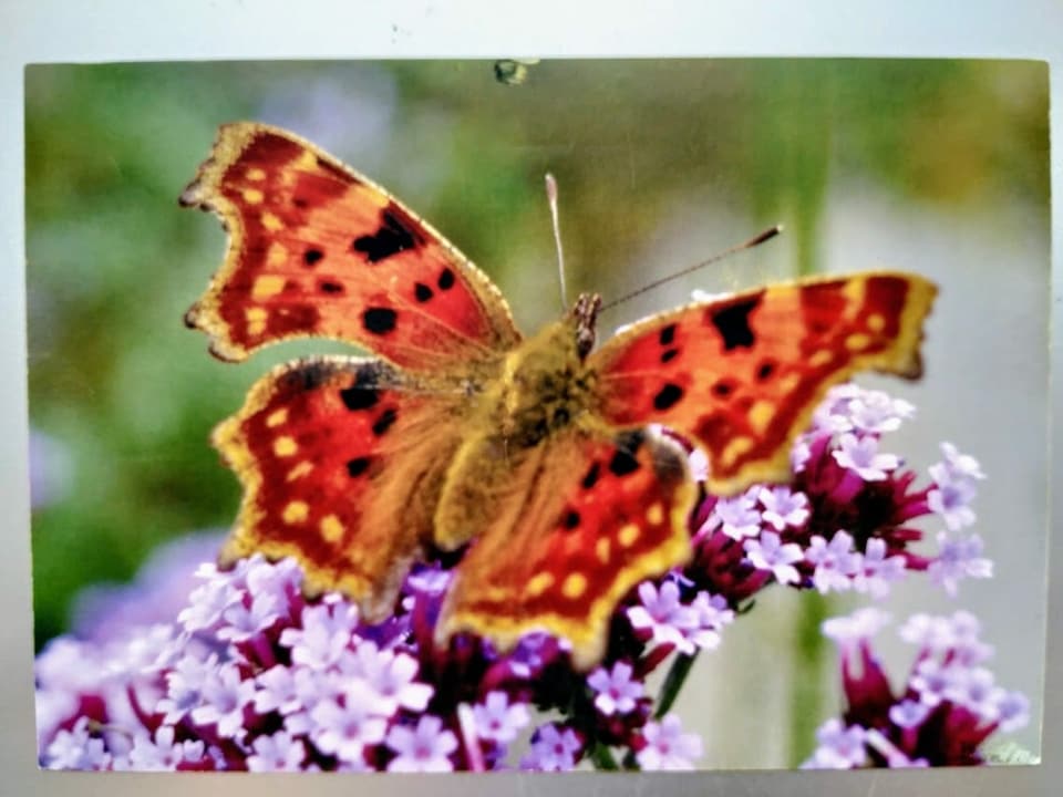 Postkarte von Heidi McKenna (75) aus Basel: Ein Schmetterling landet auf violetten Blümchen.