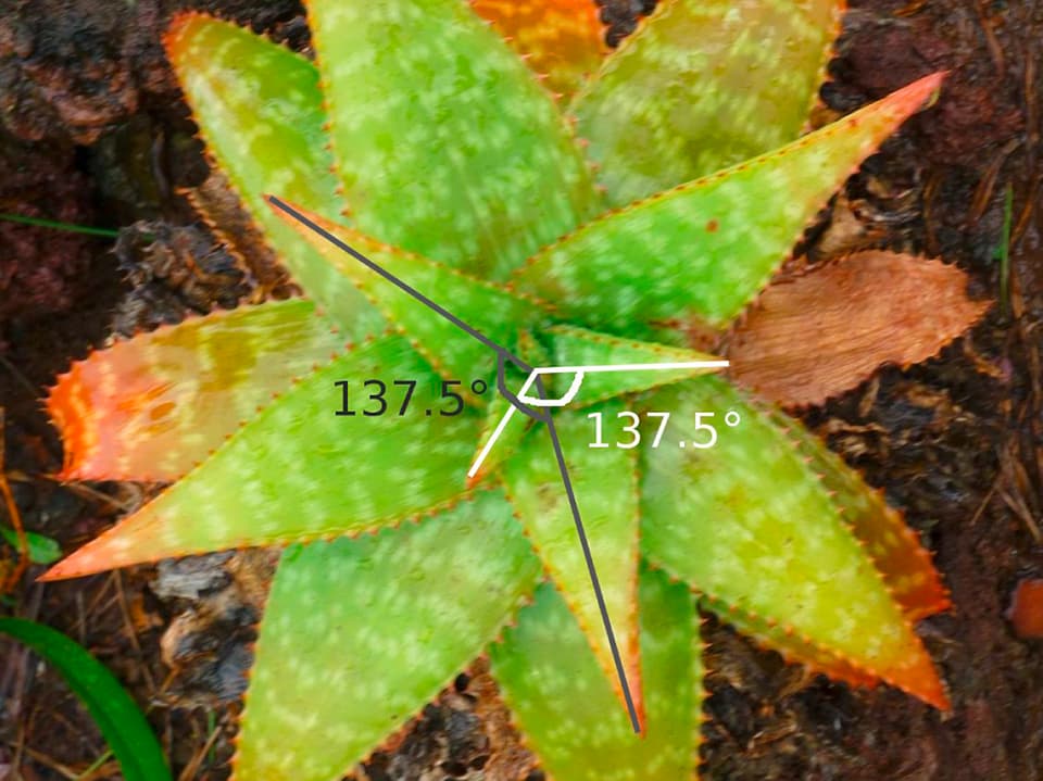 Aloe-Pflanze, in der die verschiedenen 137.5° Winkel eingezeichnet sind.