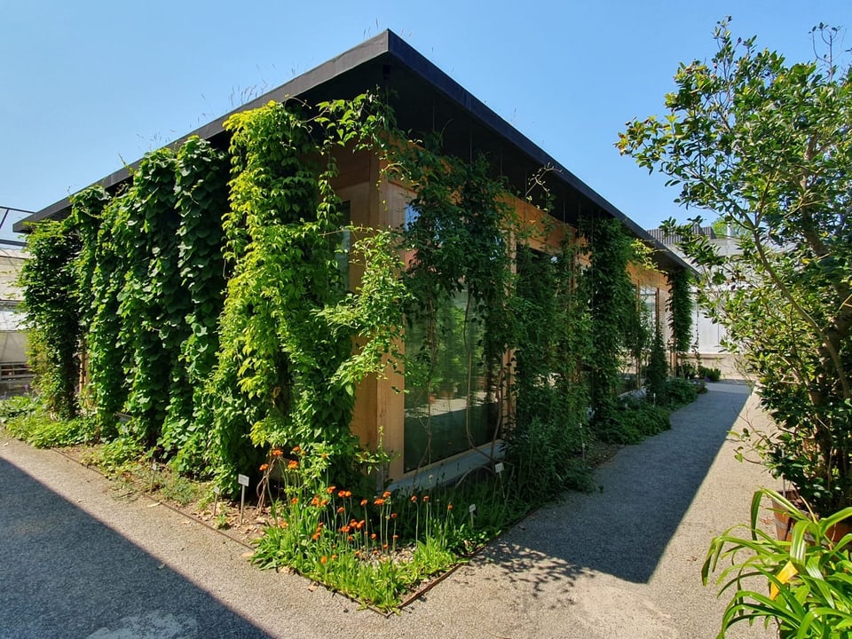 Gebäude mit Pflanzen-Fassade