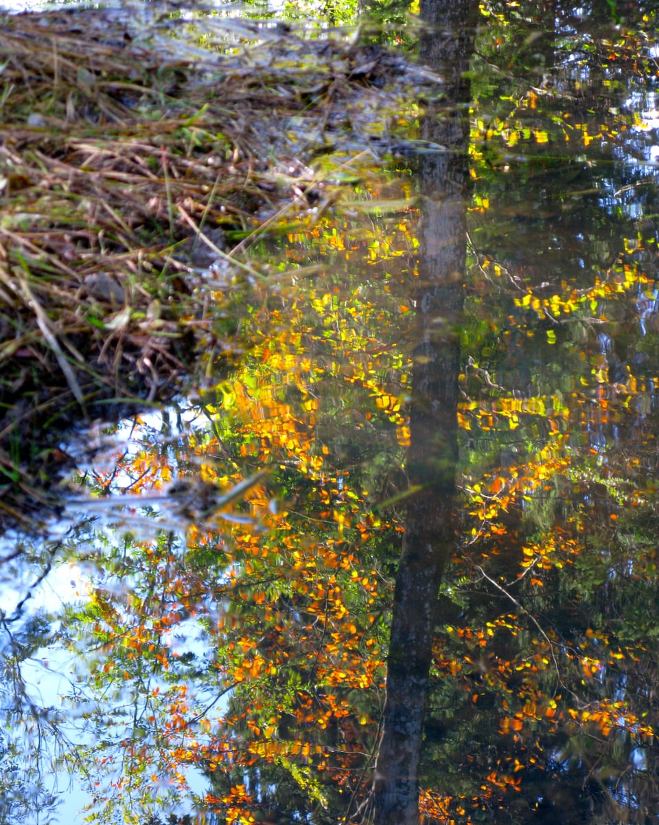 Birke mit gelben Blättern spiegelt sich im Wasser.