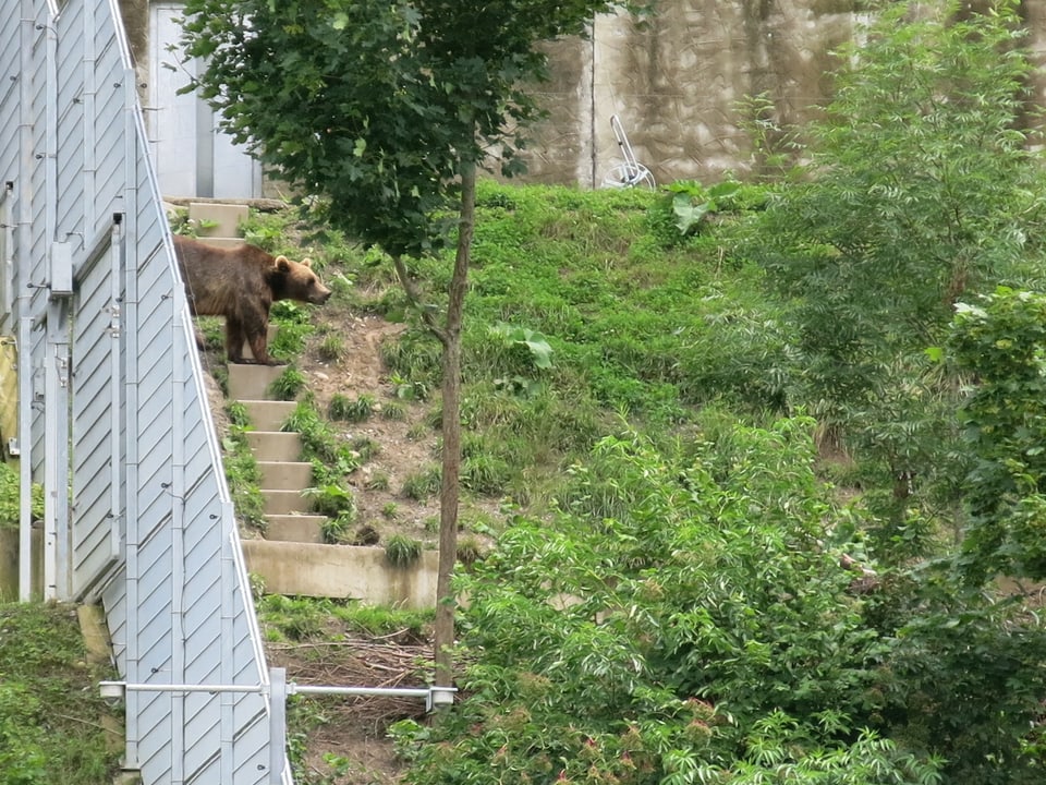 Ein Bär steht im Bärenpark und schaut Richtung Aare.