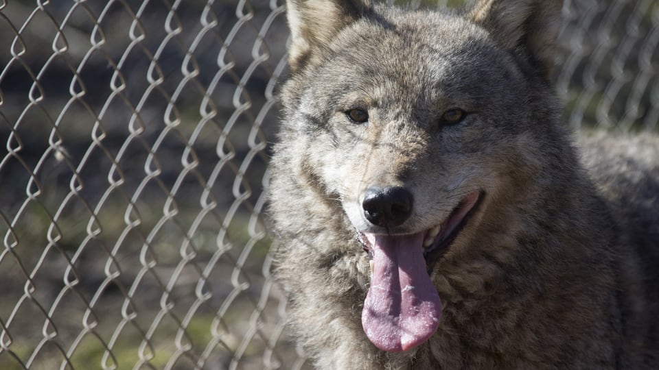 Ein Wolf vor einem Maschendrahtzaun.