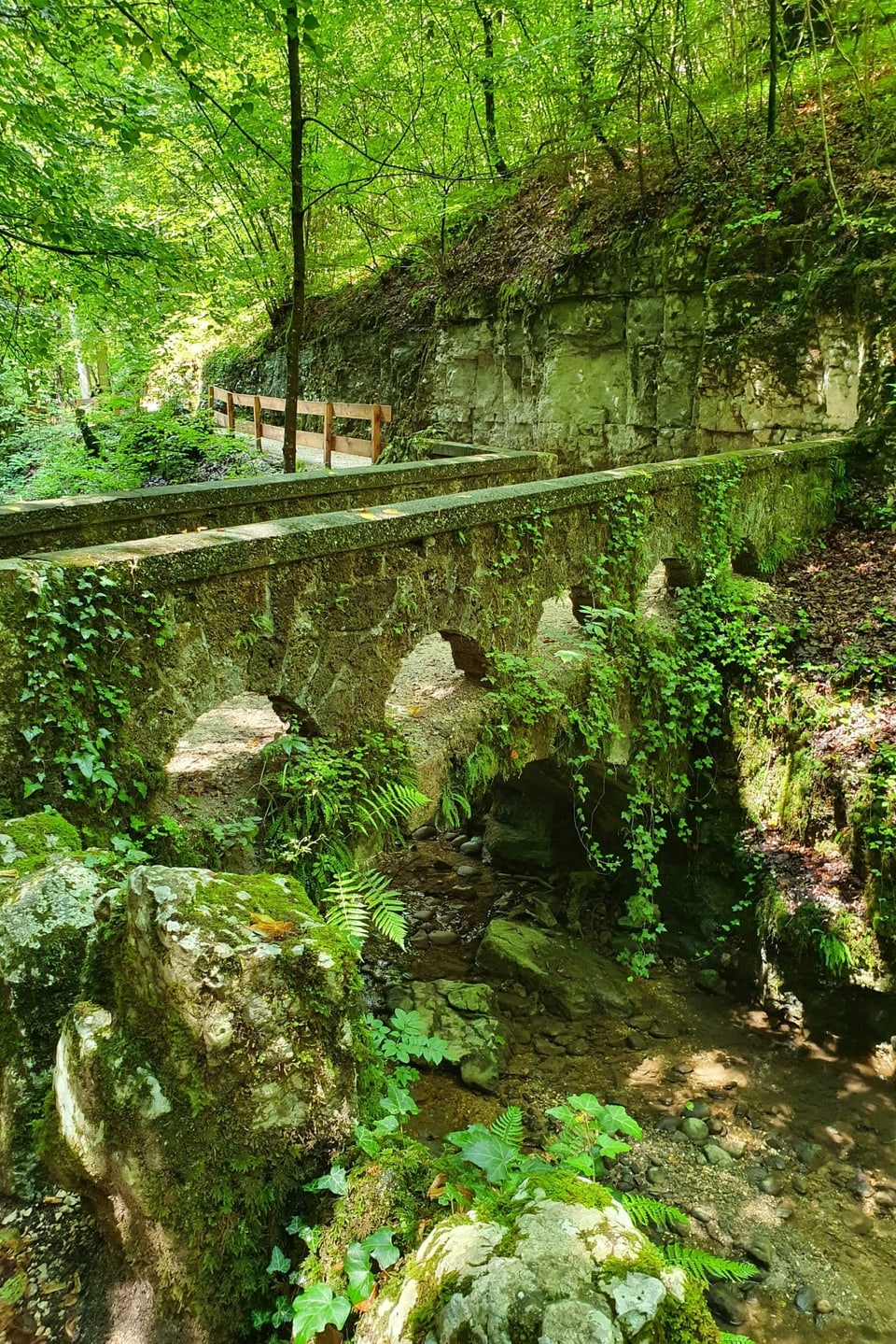 Ein Brücke im grünen Wald.