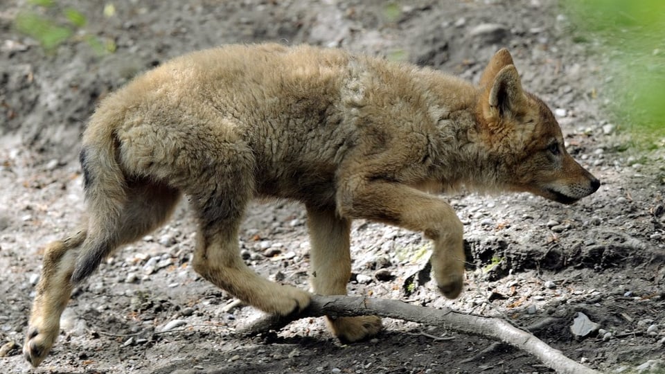Ein Jungwolf spaziert durch sein Gehege im Zoo.