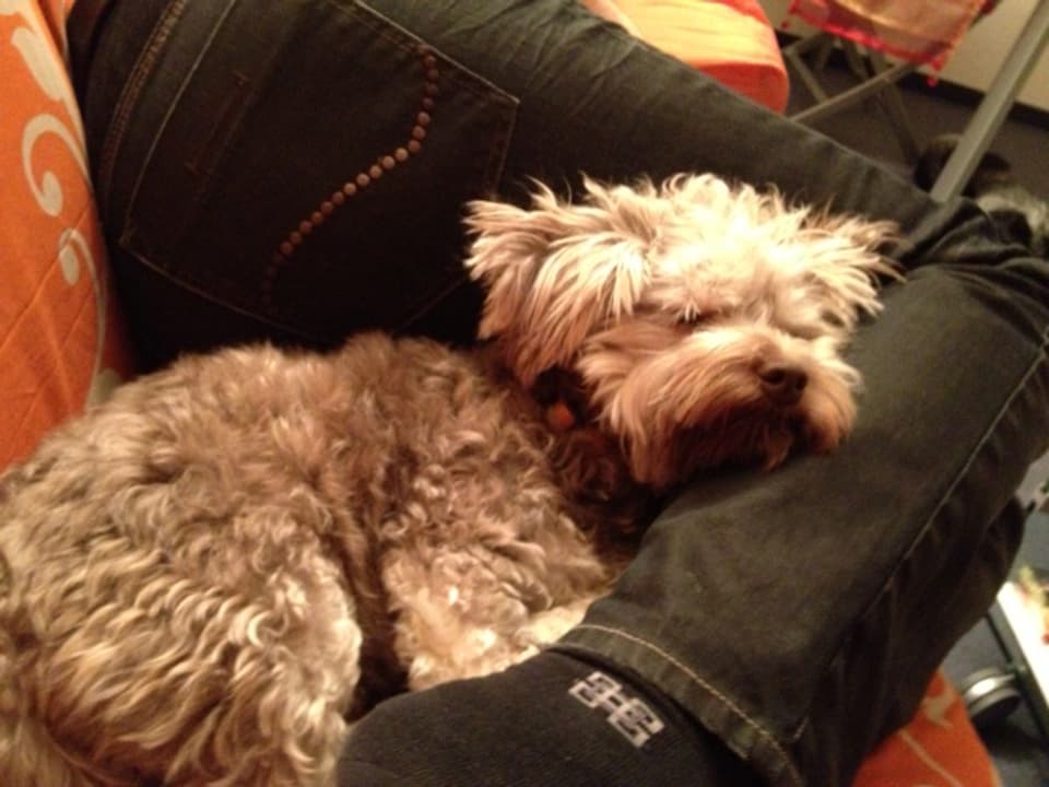 Ein Hund schläft angelehnt an seine Besitzerin auf dem Sofa