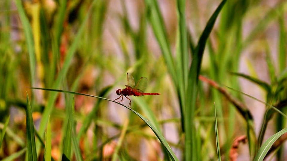 Auf dem Bild ist eine Libelle in einem Reisfeld zu sehen.