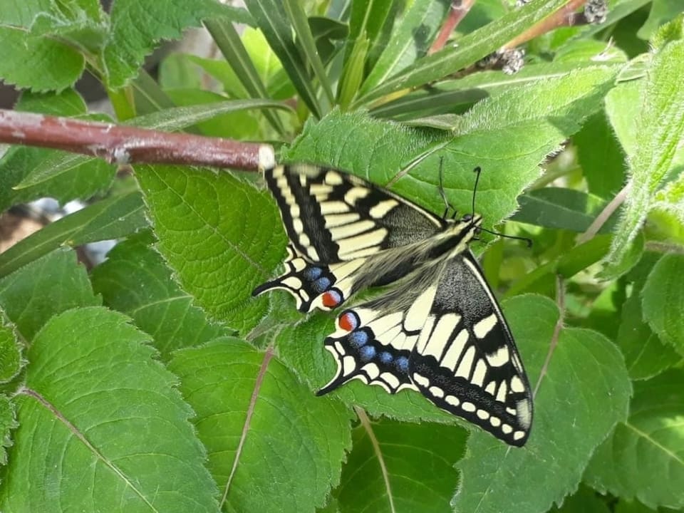 Schwarzweisser Schmetterling.