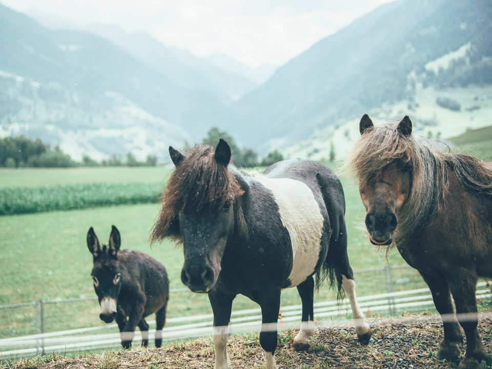 Tiere am Lumnezia