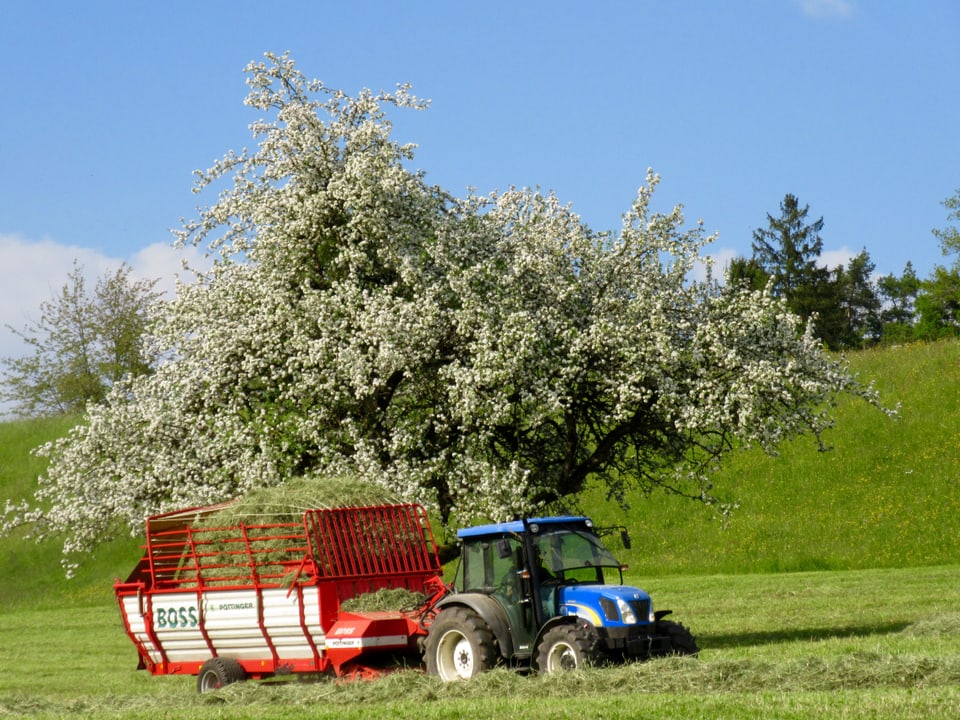 Traktor beim Heu-Einfahren, dahinter blühender Baum