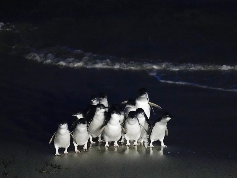 Pinguine am Meer