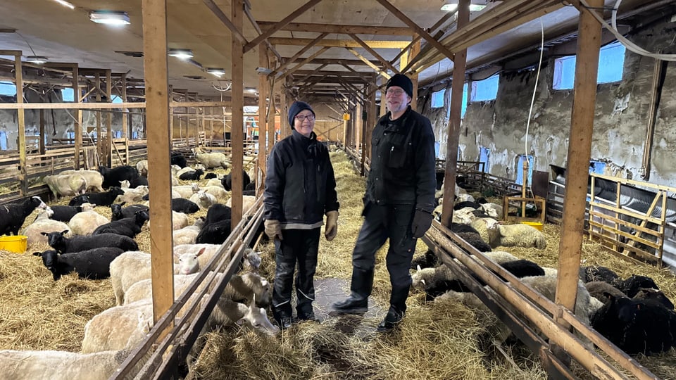 Jaana Väisänen und Petri Leinonen stehen in einem Schafstall.