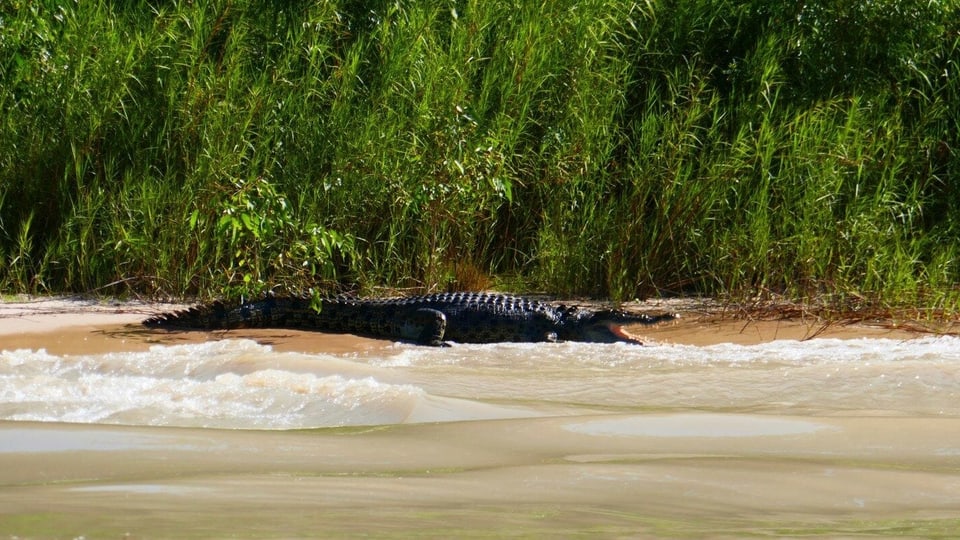 Krokodil liegt am Strand.