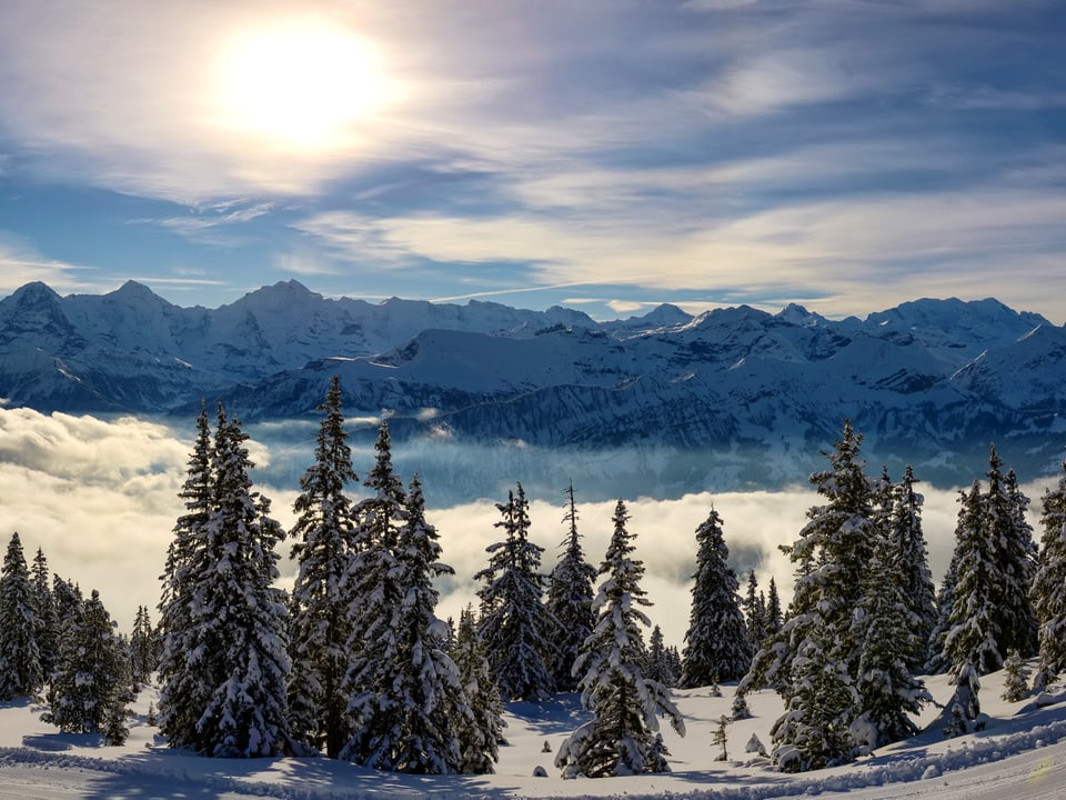 Hügel mit verschneiten Tannen. Dahinter im Tal Nebelmeer, am Horizont felsige, aber verschneite Alpen. Die Sonne scheint milchig. 