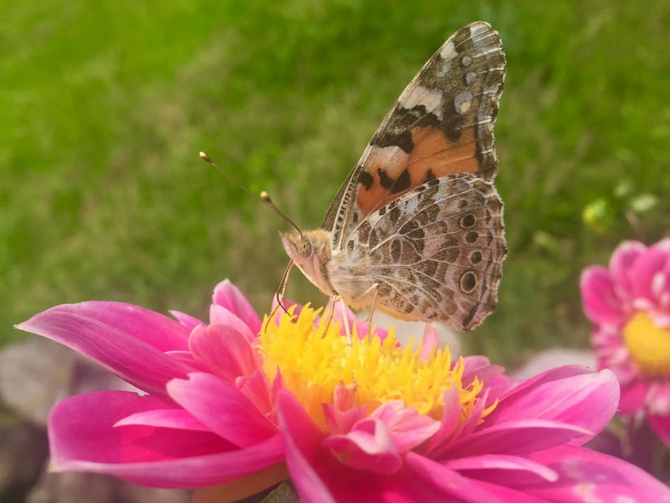 Schmetterling saugt Nektar