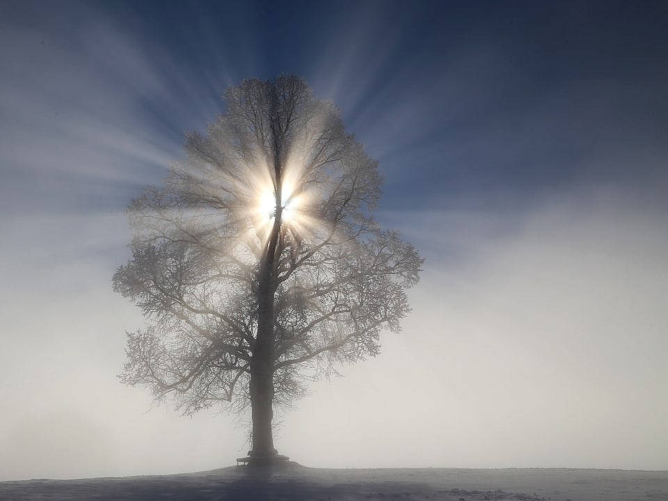 Ein kahler Baum ist mit Raureif belegt und steht an der Nebelobergrenze. Die Sonne scheint durch die Äste hindurch.