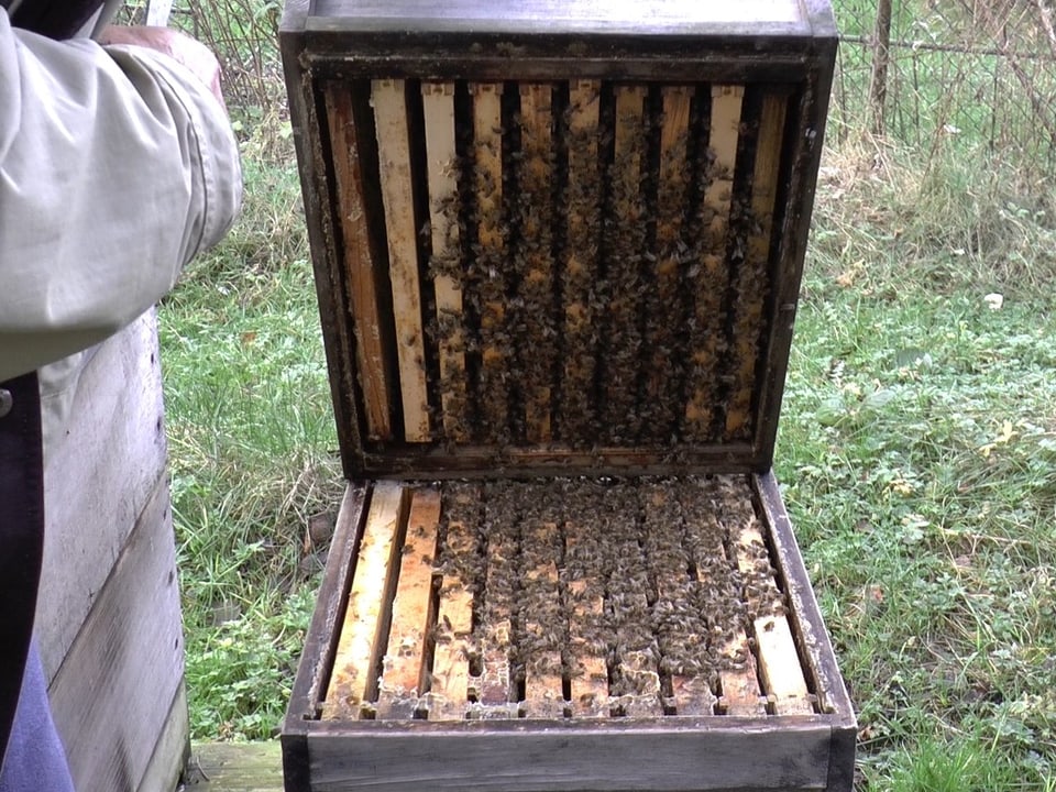 Die Bienen sitzen locker verteilt.