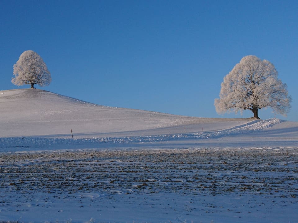 Zwei mit Raureif belegte Bäumen stehen am Horizont. Der Himmel dahinter ist wolkenlos. Die Wiese davor ist schneebedeckt.