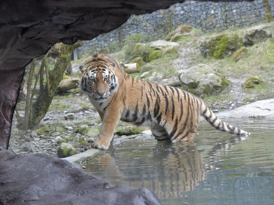 Tiger-Männchen Sayan streift durch sein neues Gehege im Zoo Zürich.