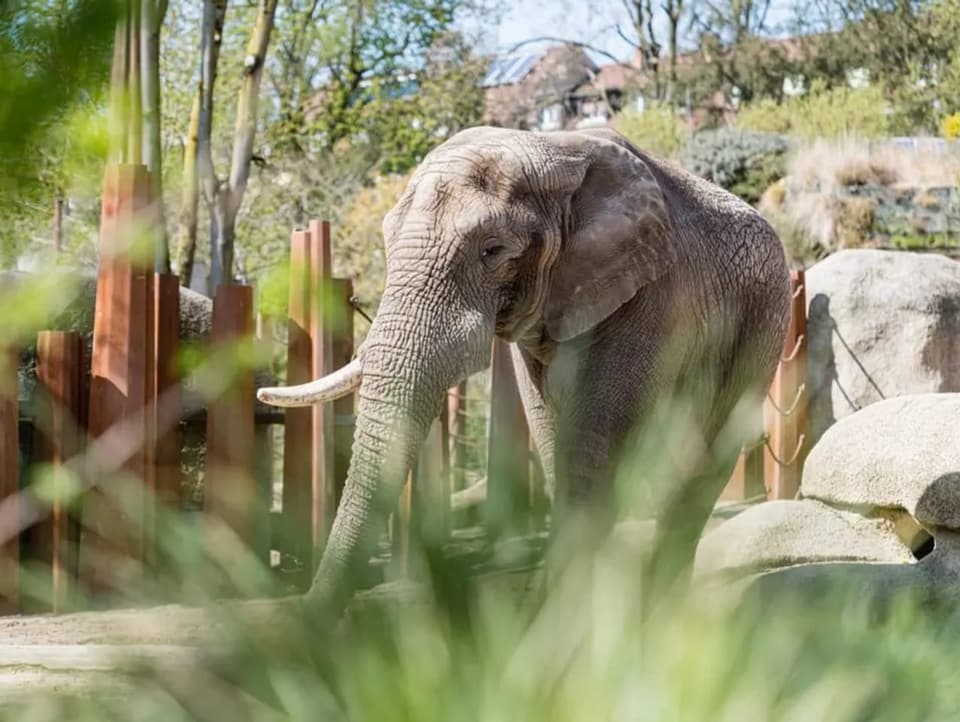 Der Elefantenbulle Tusker