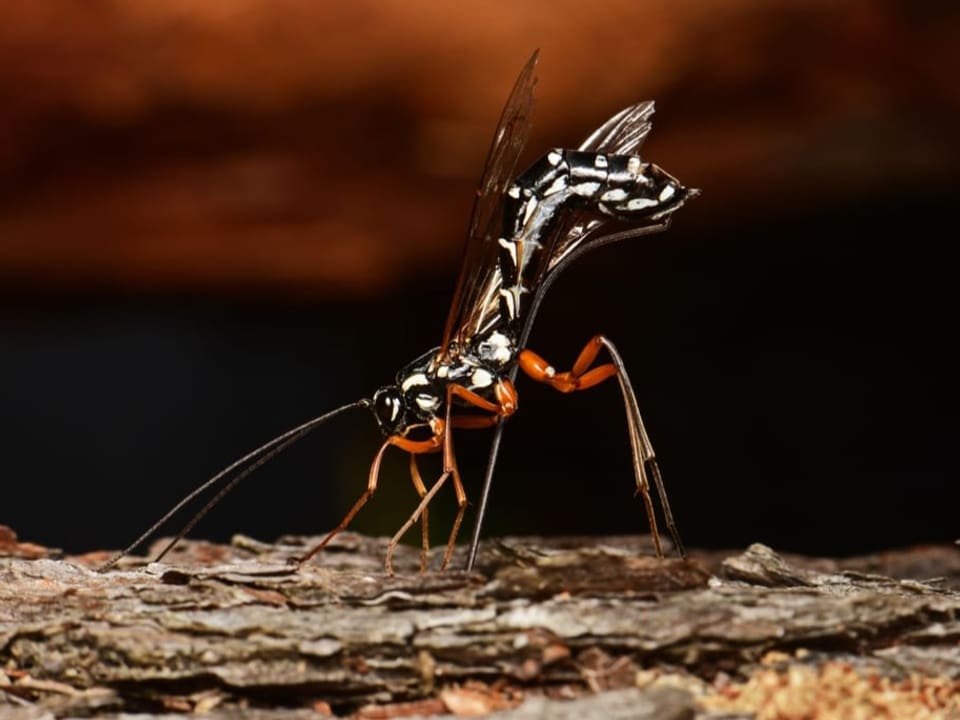 The photo shows a giant parasitic wood wasp.