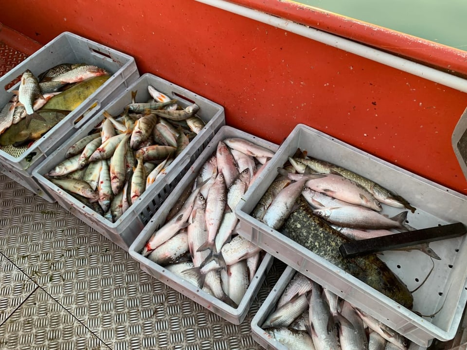 Fische in Kisten