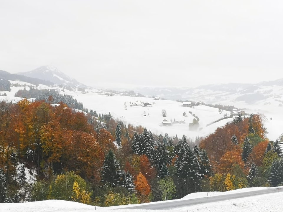 Verschneite Herbstbäume