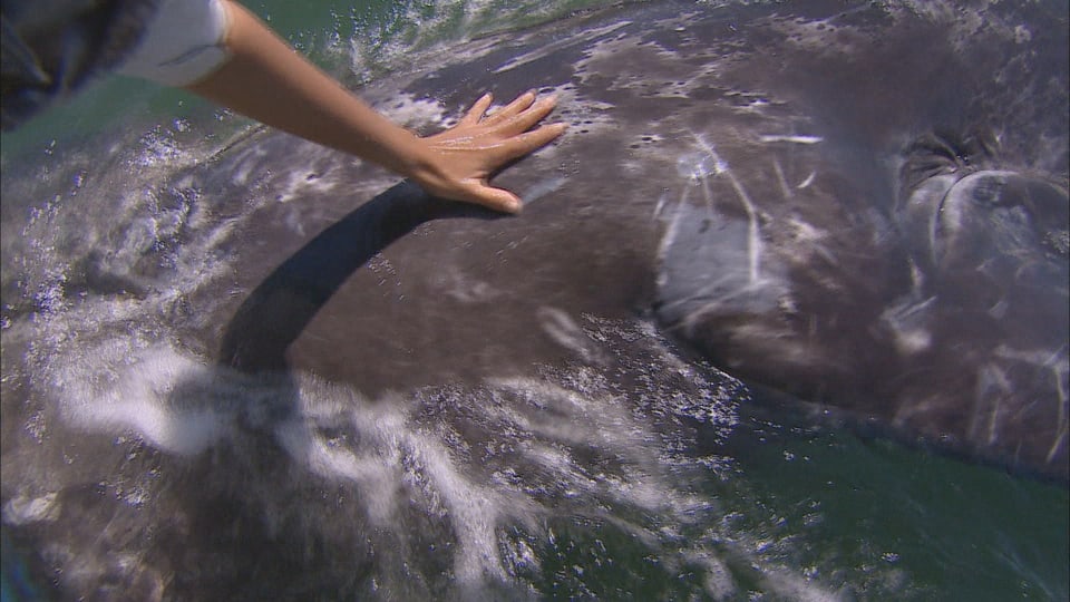 Eine Hand streichelt im Meer einen Grauwal.