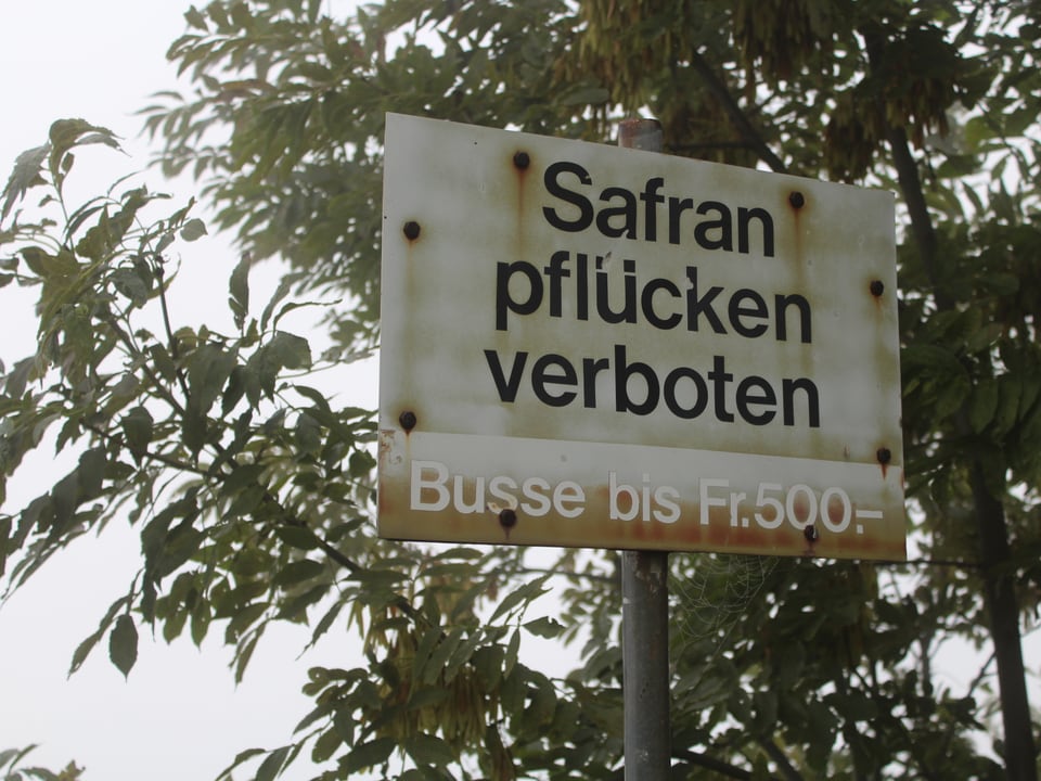 Schild mit der Aufschrift: Safran pflücken verboten.