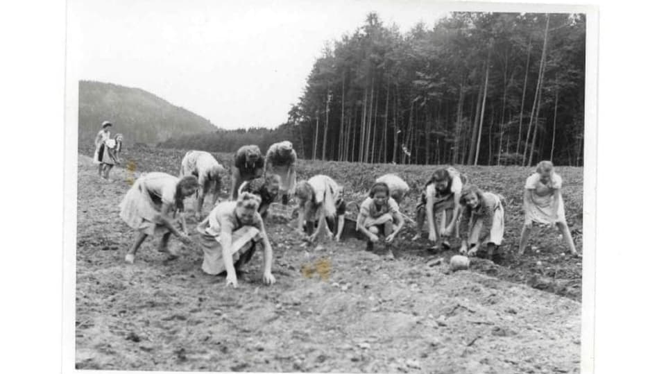 Viele Personen auf dem Feld, die Kartoffeln anbauen.