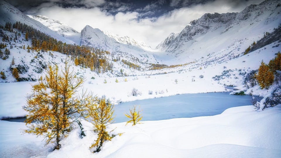 Verschneite Landschaft mit gefrorenem See, am Ufer gelbe Lärchen. 