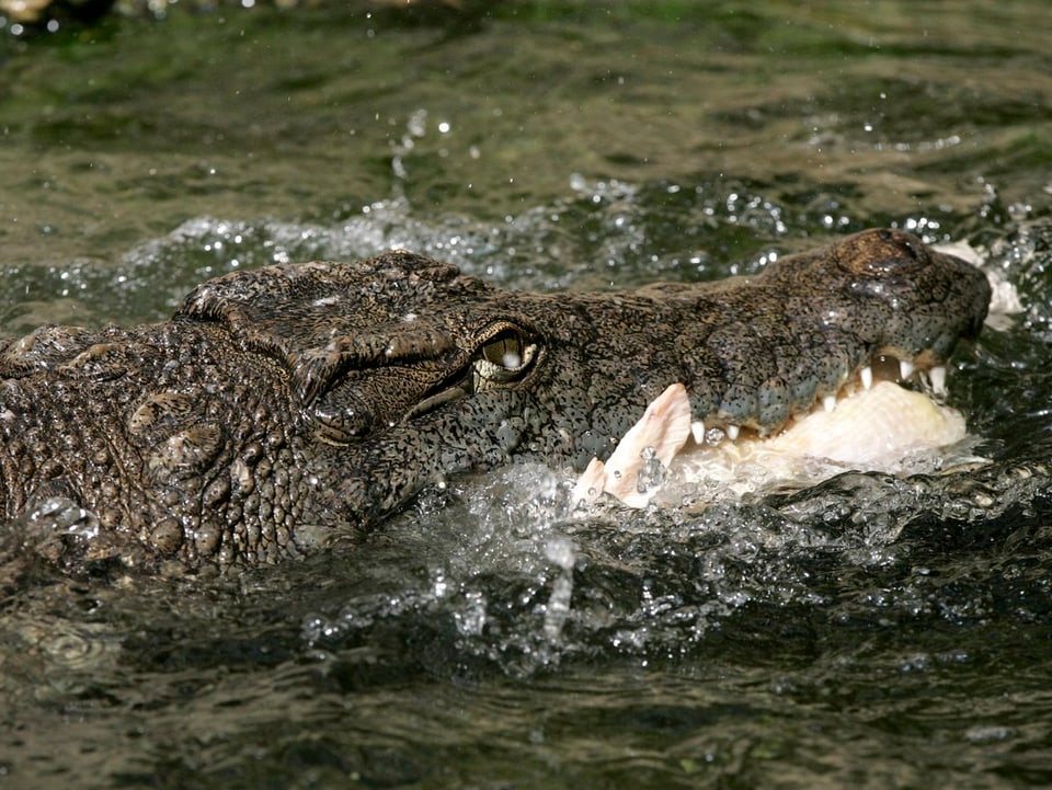 Krokodil im Zoo Basel.