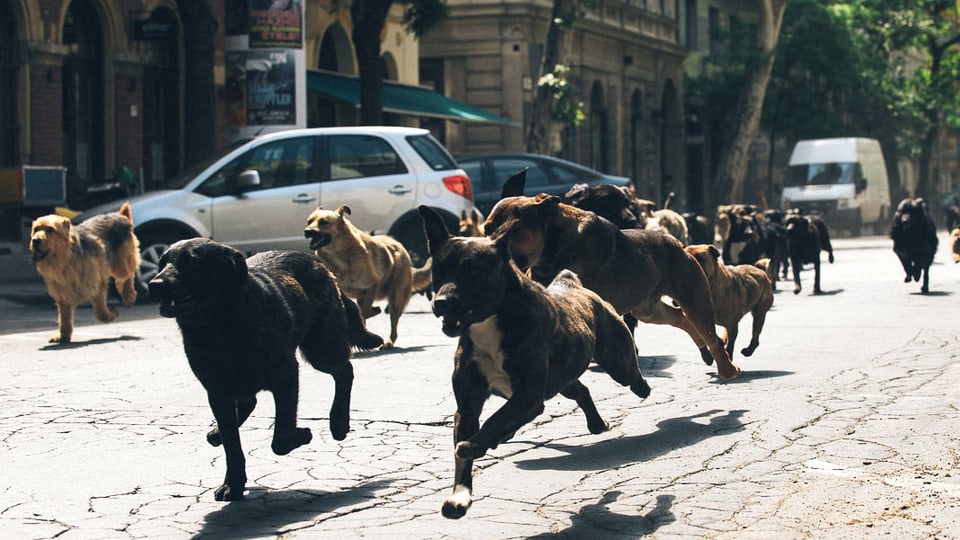 Ein Hunderudel rennt auf offener Strasse,