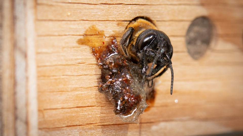 Asiatische Mörtelbiene verschließt ihr Nest mit Harz.